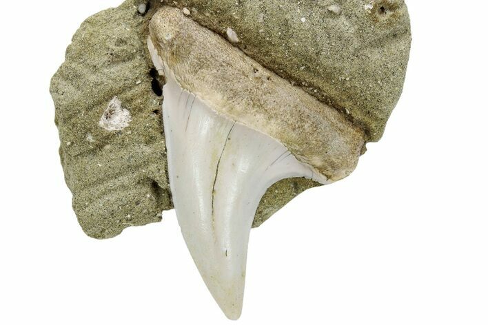 Hooked Mako Shark Tooth Fossil On Sandstone - Bakersfield, CA #223741